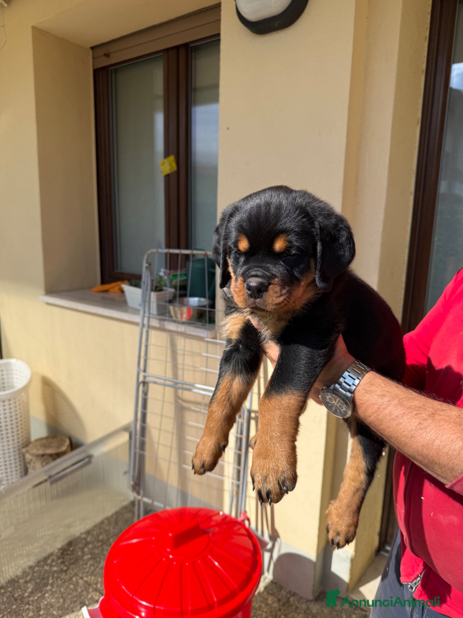 Rottweiler cani in vendita: Cuccioli di Rottwelier con pedigree  - Annuncio 3