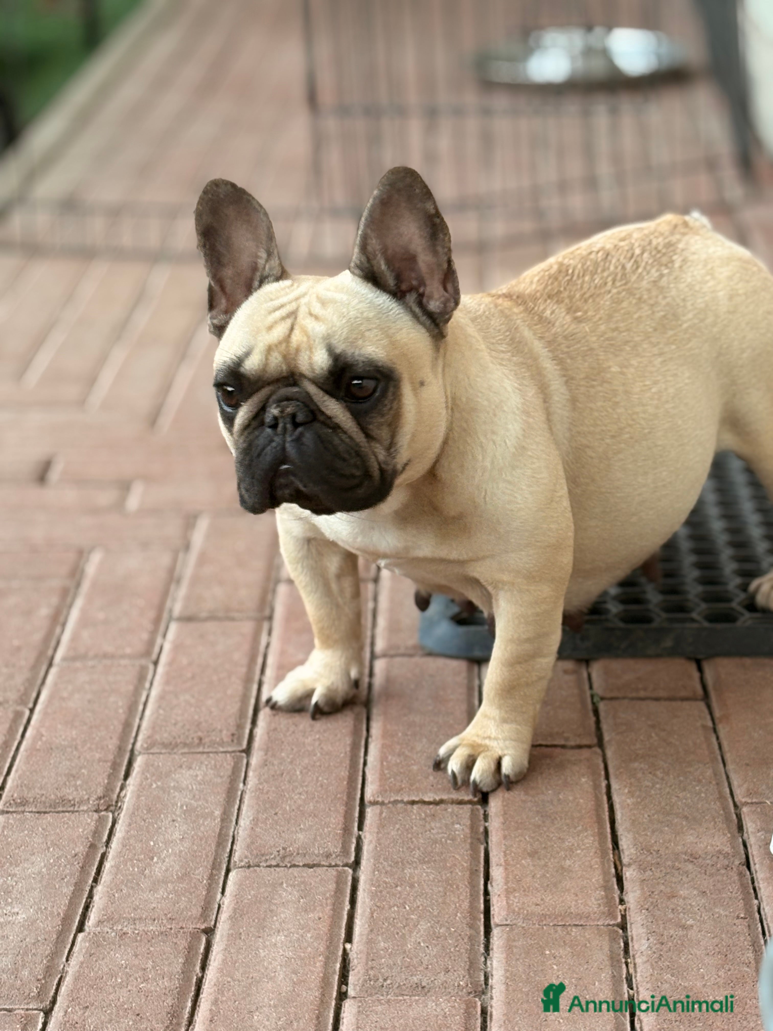 Beatrix Cloe