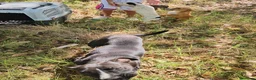 Meticcio cani in regalo: Gennarina: taglia contenuta, dolce e socievole  - Annuncio 10