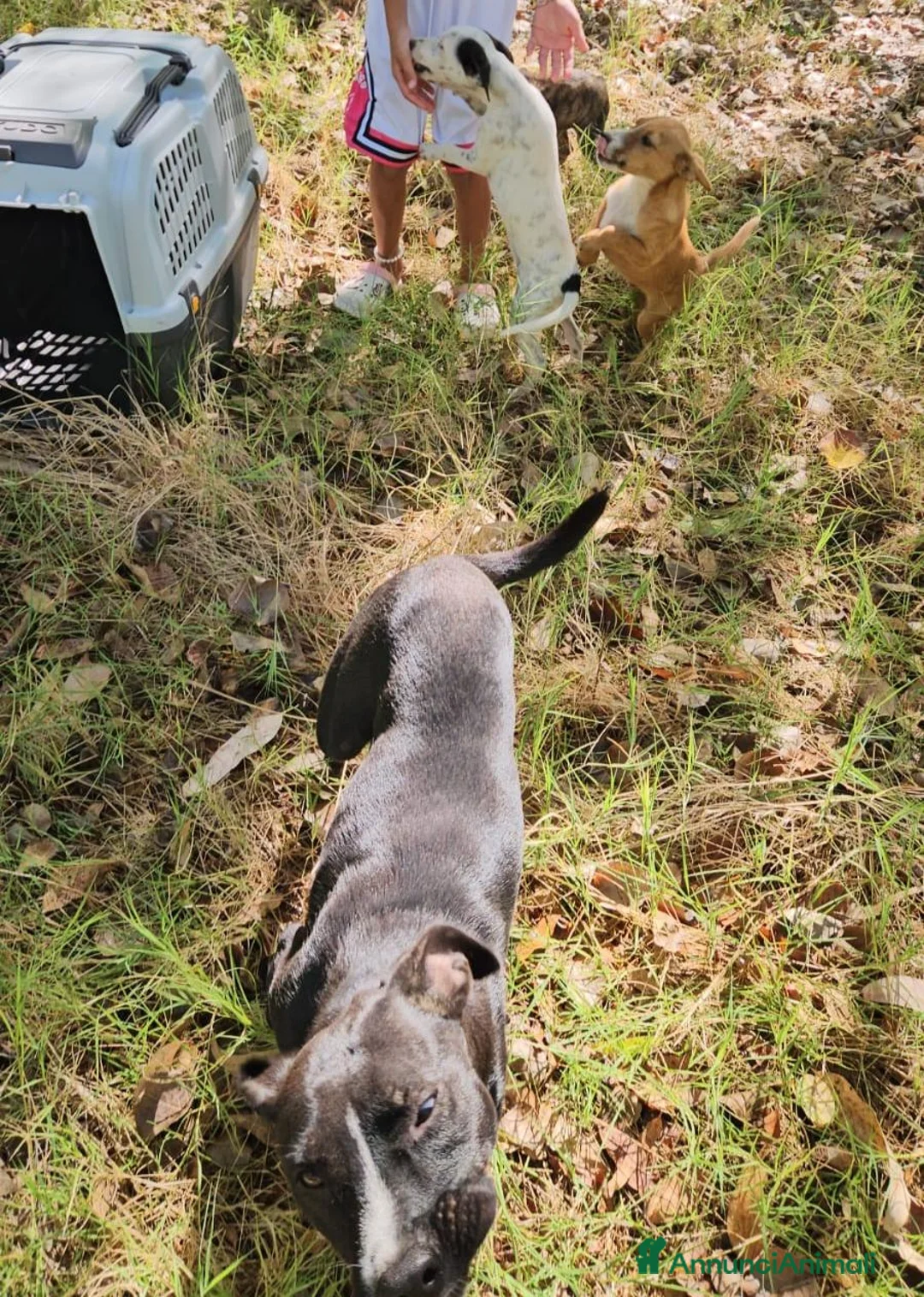 Meticcio cani in regalo: Gennarina: taglia contenuta, dolce e socievole  - Annuncio 10