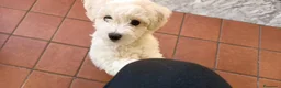 Bichon cani in vendita: Cuccioli Bichon Frisee - Annuncio 4