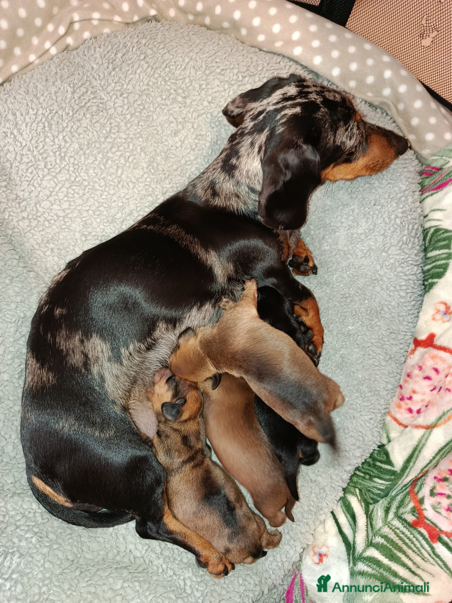 Bassotto cani Cuccioli di bassotto nano  - Annuncio 1