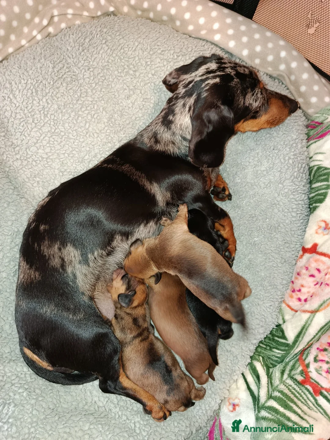 Bassotto cani in vendita: Cuccioli di bassotto nano  a Provincia di Salerno - Annuncio 1