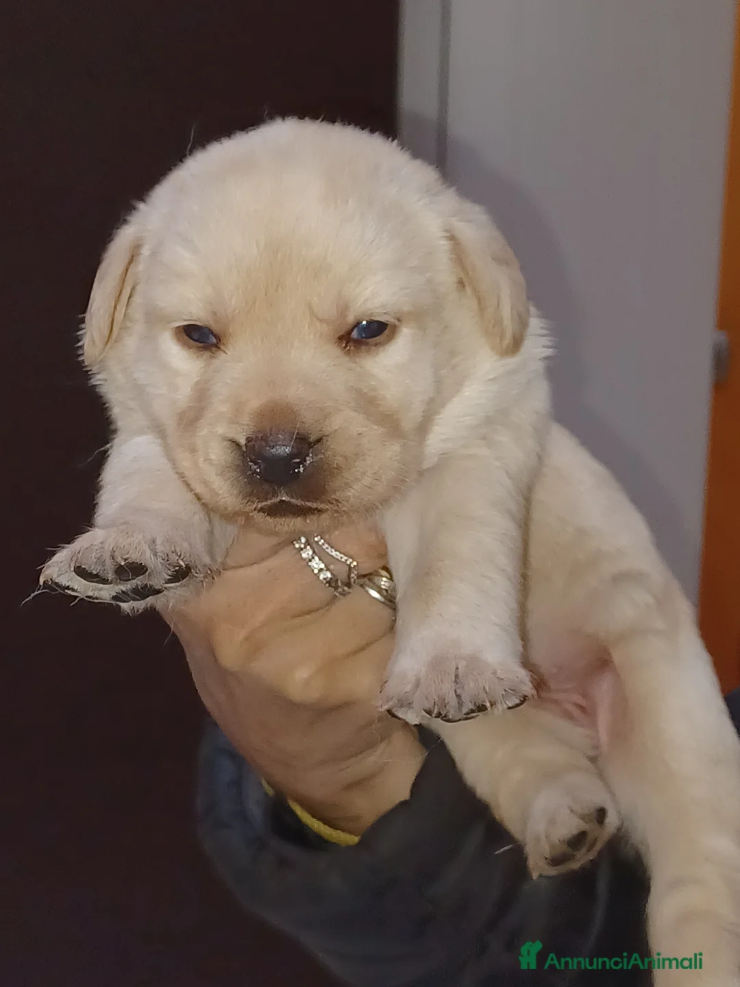 Labrador cani in vendita: Labrador miele con pedigree  a Città metropolitana di Roma Capitale - Annuncio 4