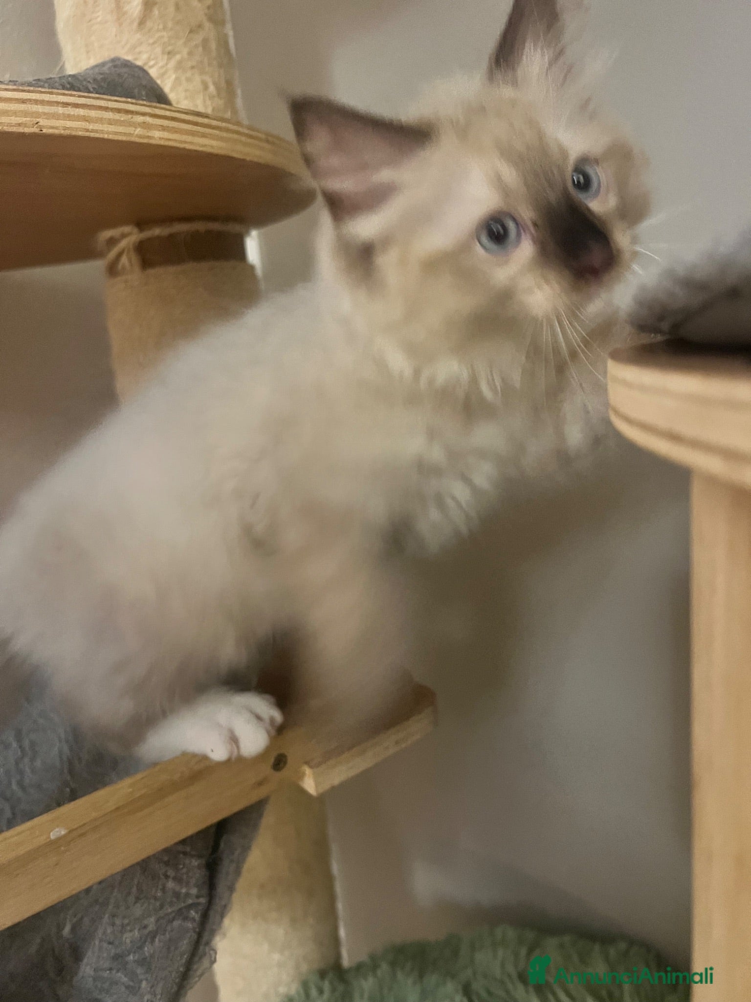 Ragdoll gatti Cuccioli Ragdoll - Annuncio 1