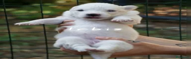 Yakutian Laika Cucciolo 5