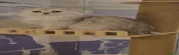 Scottish gatti in vendita: Scottish  - Annuncio 12
