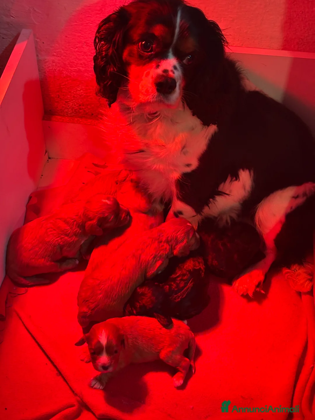 Cavapoo cani in vendita: Cuccioli di CavaPoo - Annuncio 1