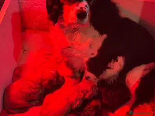 Cavapoo cani Cuccioli di CavaPoo - Annuncio 17