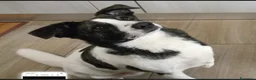 Meticcio cani in regalo: Femmina 3anni TRIPODE URGENTE STALLO.SOLO SARDEGNA - Annuncio 1