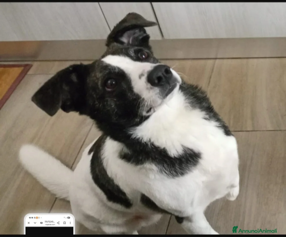 Meticcio cani in regalo: Femmina 3anni TRIPODE URGENTE STALLO.SOLO SARDEGNA - Annuncio 1