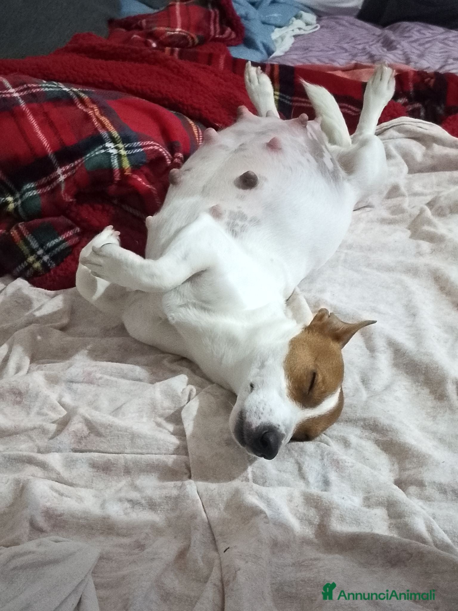 Jack Russell cani Jack Russel  - Annuncio 5