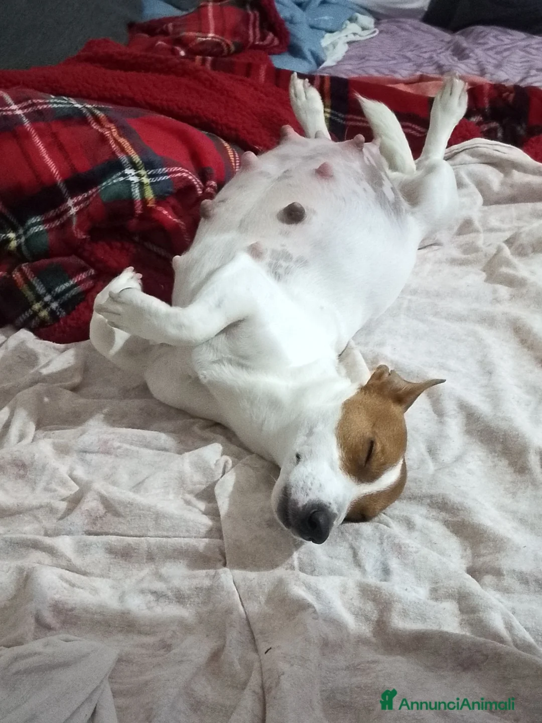 Jack Russell cani in vendita: Jack Russel  a Provincia di Catanzaro - Annuncio 1