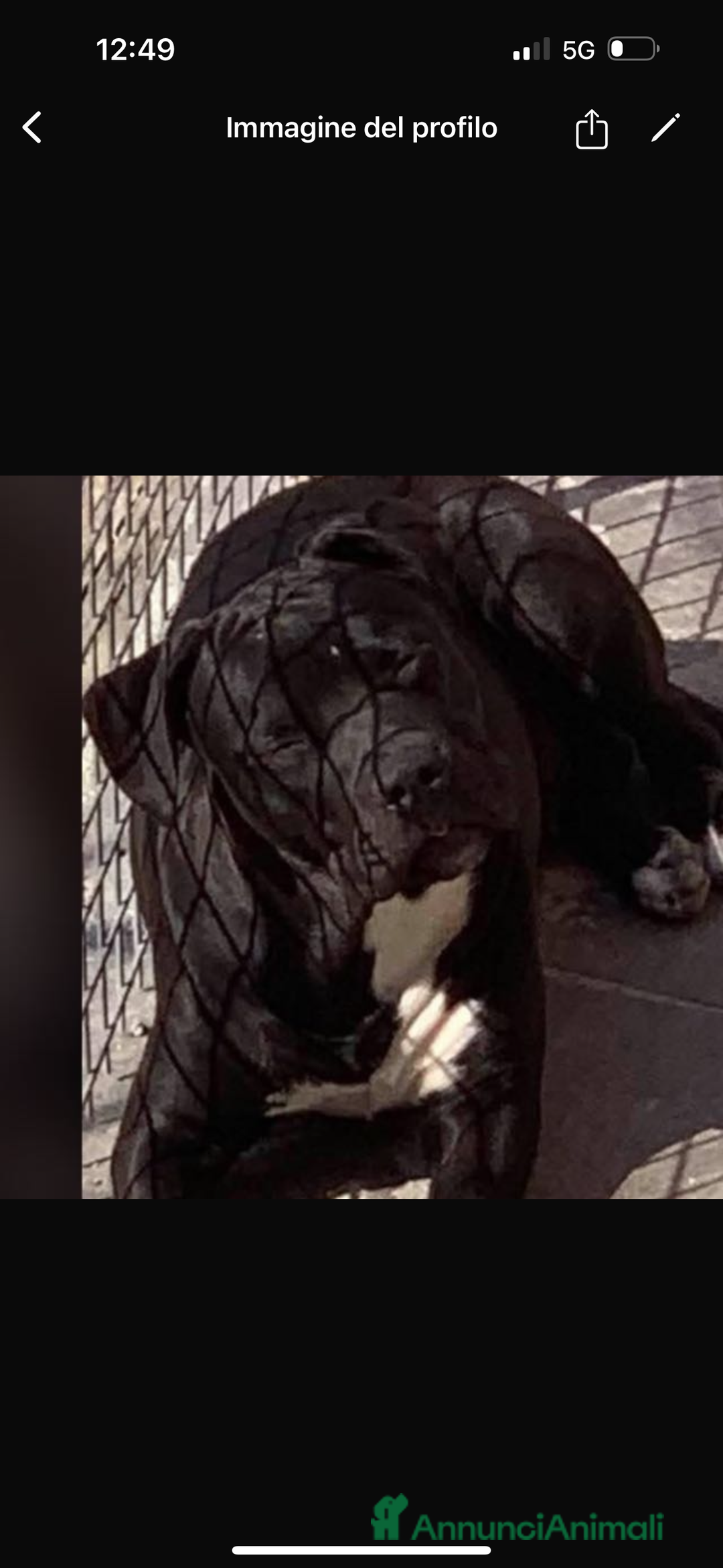 American Staffordshire cani in vendita: Amstaff  a Città metropolitana di Roma Capitale - Immagine 10