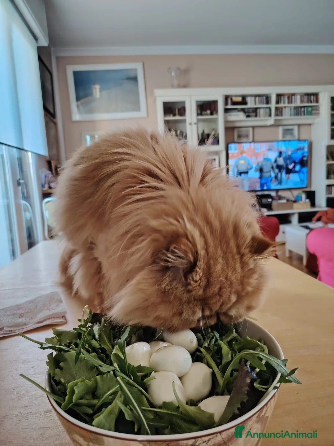 Persiano gatti per accoppiamento: Rufus gatto persiano per accoppiamento  - Annuncio 8