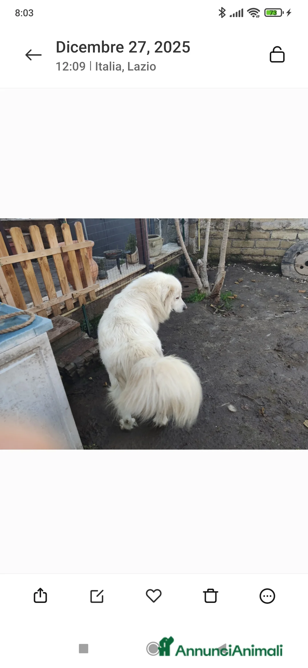 Pastore Maremmano cani in regalo: Pastore maremmano  - Annuncio 2