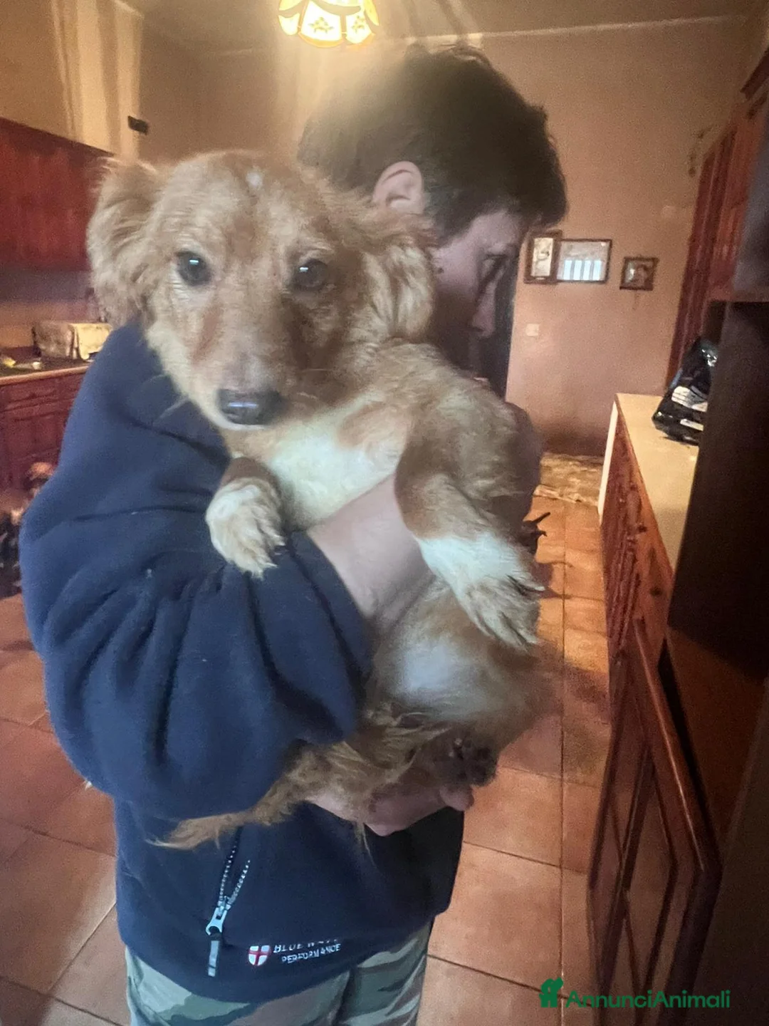 Meticcio cani in regalo: CAGNOLINA taglia Piccola - Annuncio 2