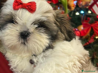 Shih Tzu cani Splendidi cuccioli di schitzu con pedigree - Annuncio 9