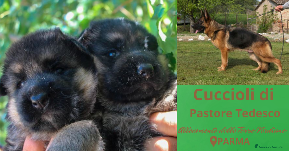 Pastore Tedesco cani Cucciole di Pastore Tedesco Pelo Lungo - Annuncio 1