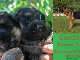 Pastore Tedesco cani Cucciole di Pastore Tedesco Pelo Lungo - Annuncio 1