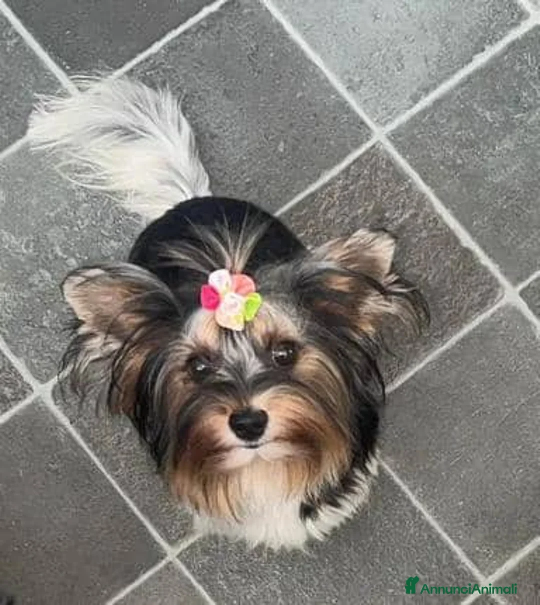 Meticcio cani in vendita: ✨Splendidi Yorkshire Terrier✨ - Annuncio 18