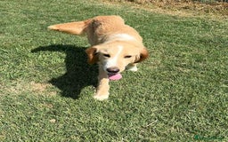 Golden Retriever cani in regalo: BRUCE, cucciolone simil goden  a Provincia di Latina - Immagine 7