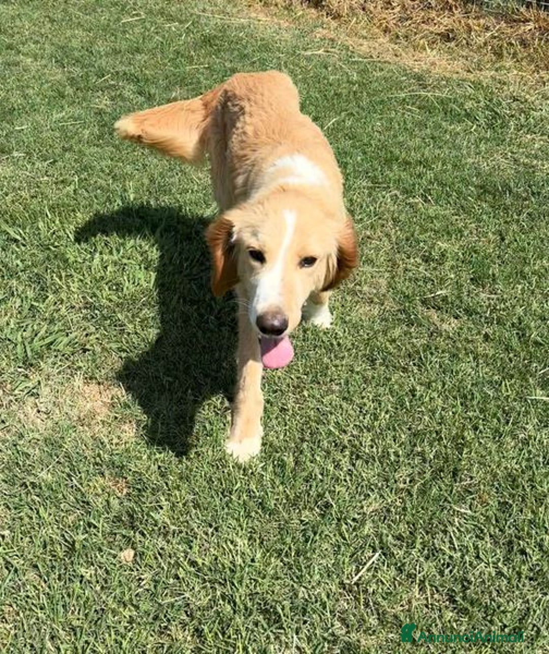 Golden Retriever cani in regalo: BRUCE, cucciolone simil goden  a Provincia di Latina - Immagine 7