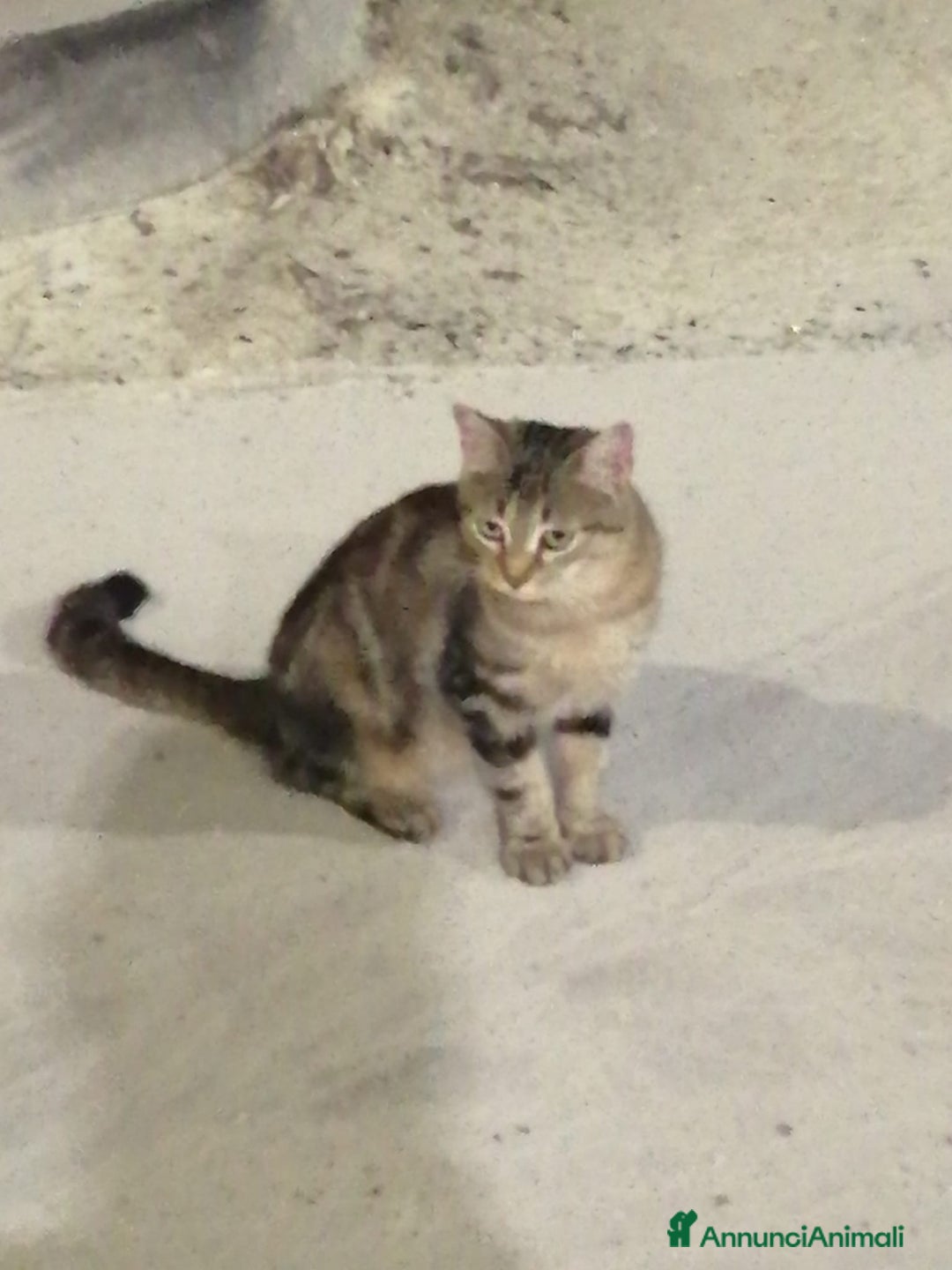 Altre razze gatti in regalo: Miranda micia dolcissima di due anni - Annuncio 9