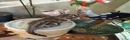 Bengala gatti in vendita: la meraviglia di Selected Breed  - Annuncio 6