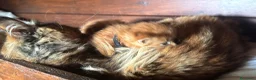 Maine Coon gatti in vendita: Cuccioli rossi di maine coon {AustinXBastet} - Annuncio 4