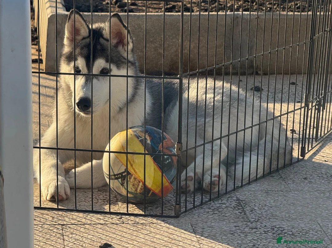 Husky cani in vendita: Siberian Husky - Annuncio 2