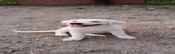 Meticcio cani in regalo: Coco aspetta la sua famiglia ❤️ - Annuncio 5