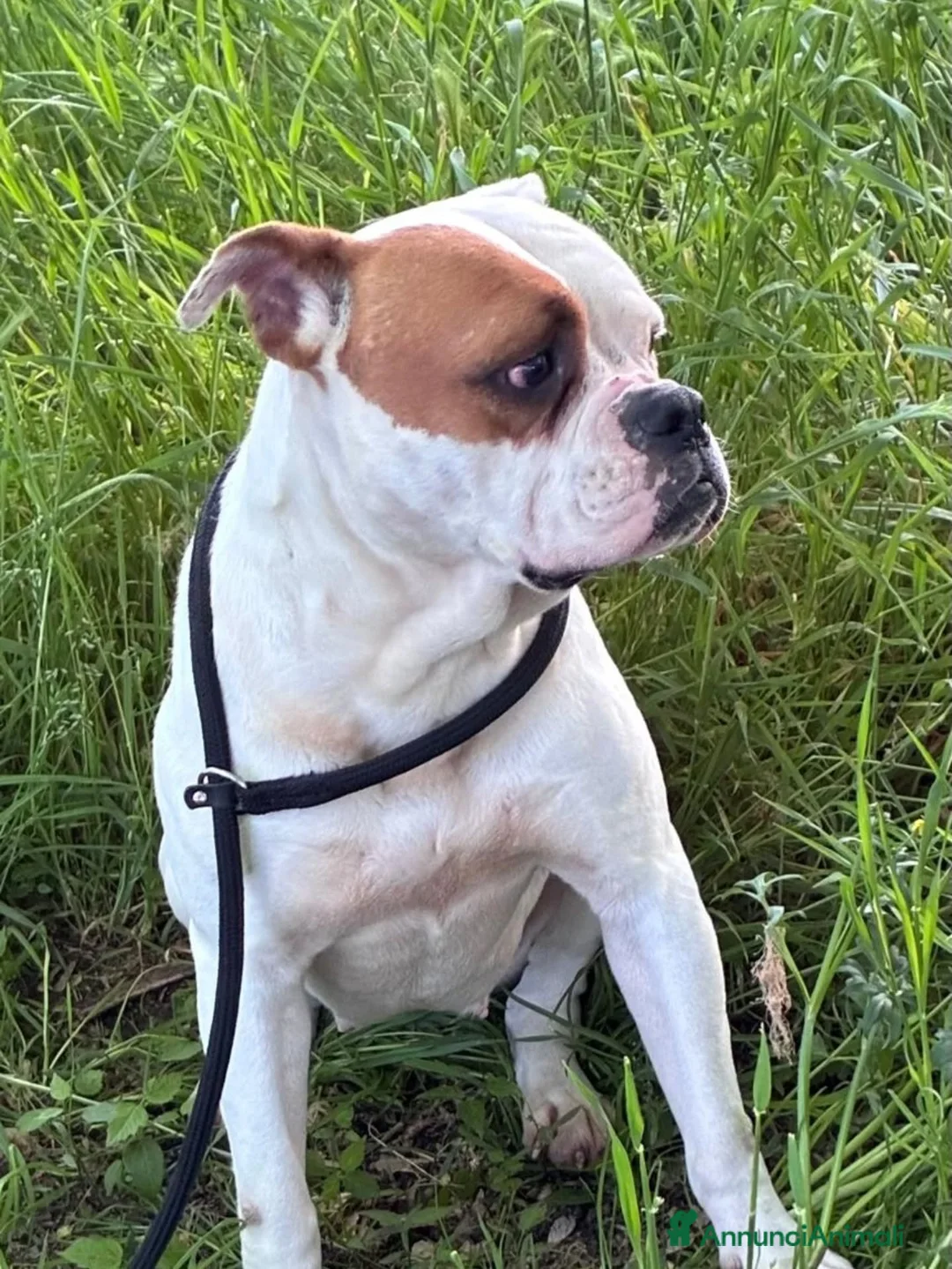 Bulldog cani in regalo: EMMA american bulldog 5 anni cerca casa adozione - Annuncio 2