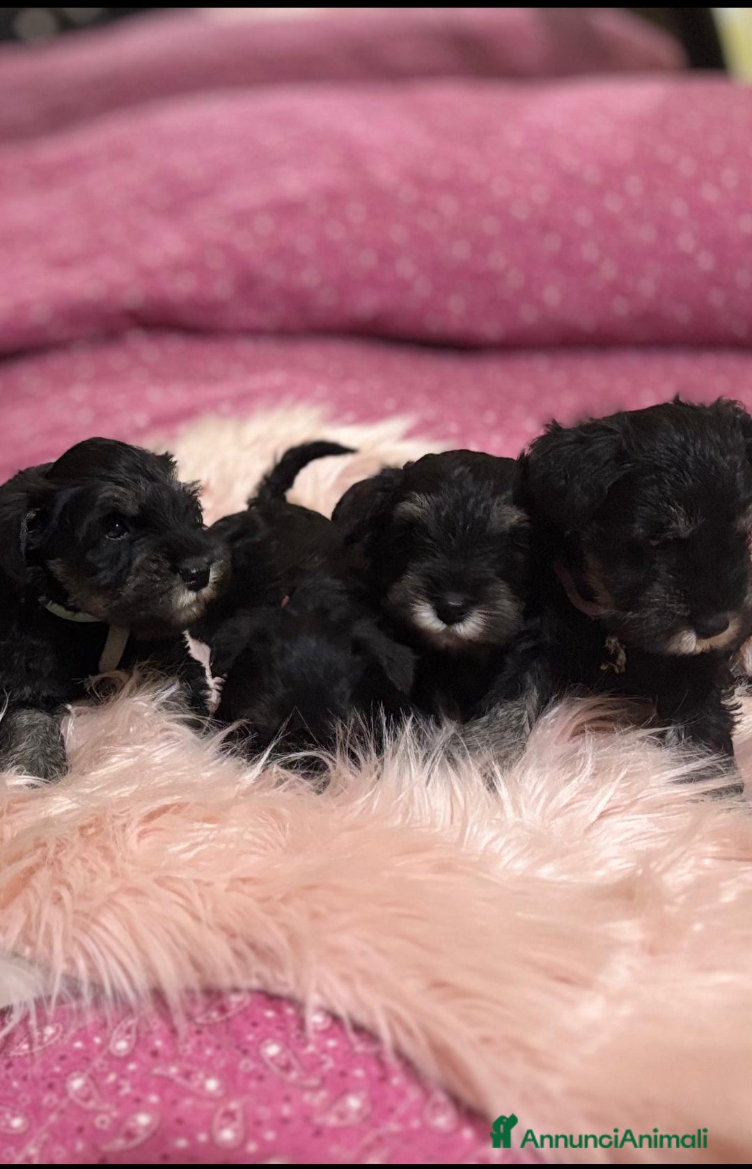 Mini Schnauzer cani in vendita: Cuccioli Schnauzer Nano Nero Argento a Province of Varese - Annuncio 3