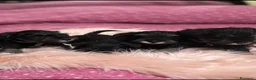 Mini Schnauzer cani in vendita: Cuccioli Schnauzer Nano Nero Argento - Annuncio 3