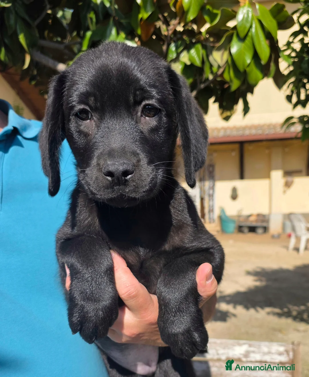 Labrador cani in vendita: Femmina Labrador con pedigree  - Annuncio 6