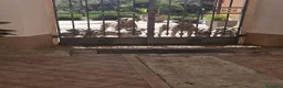 Weimaraner cani in vendita: Cuccioli di Weimaraner con Pedigree ENCI - Annuncio 13