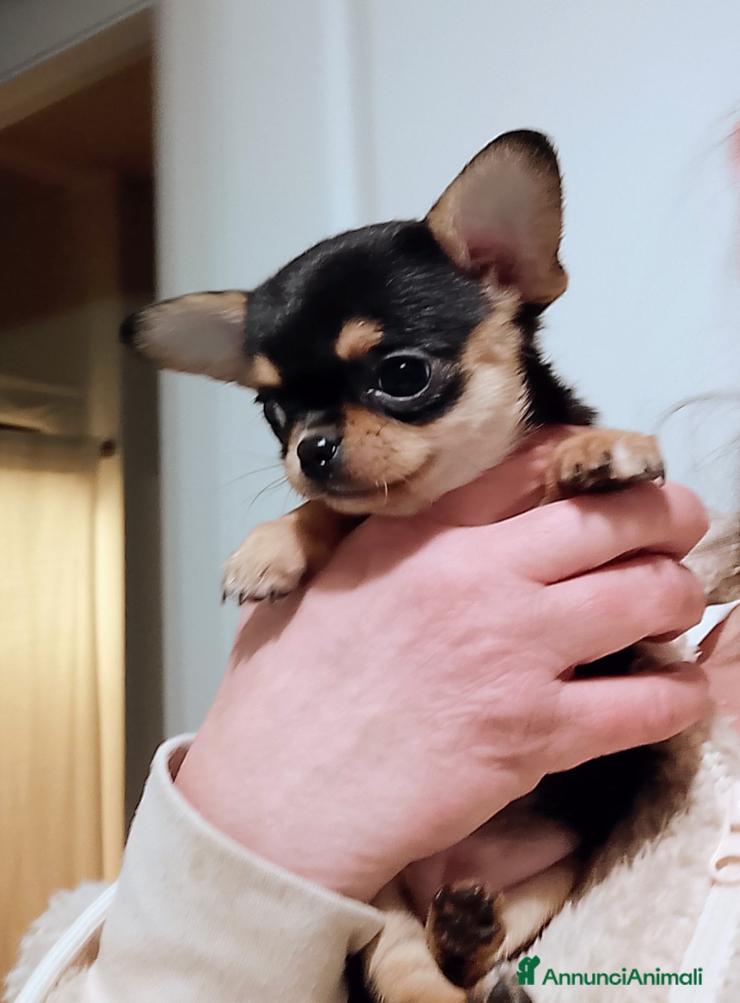 Chihuahua cani Chihuahua pedigree ENCI  - Annuncio 8