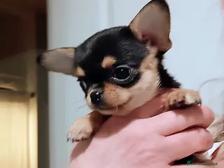 Chihuahua cani Chihuahua pedigree ENCI - Annuncio 8