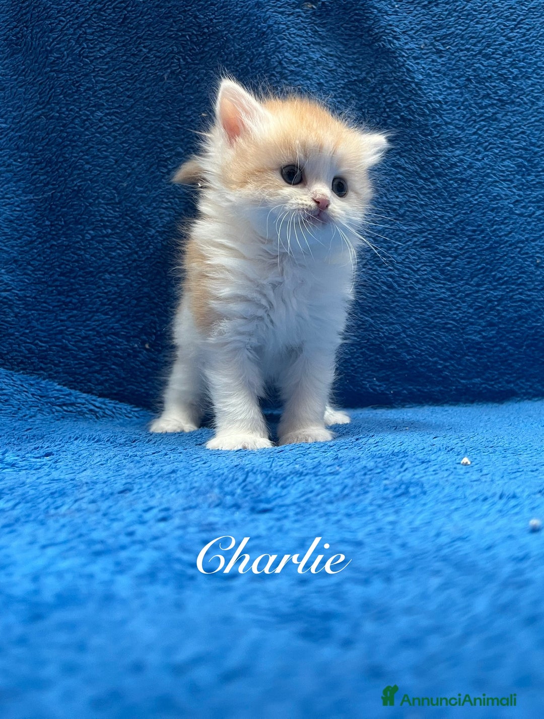 Siberiano gatti in vendita: Cuccioli Gatto Siberiano Ipoallergenico Pedigree. - Annuncio 3