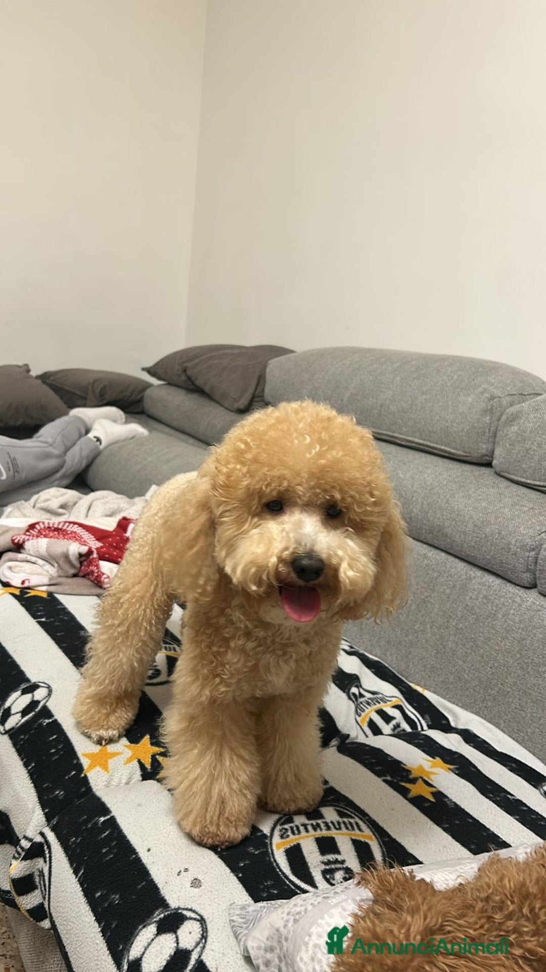 Barboncino cani per accoppiamento: Barboncino taglia medio piccola bello e peloso  - Annuncio 1
