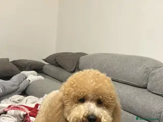 Barboncino cani Barboncino toy peloso e bello - Annuncio 5