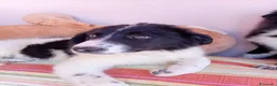 Meticcio cani in regalo: Virgola dolcissima cucciola simil border collie a Città metropolitana di Milano - Annuncio 2