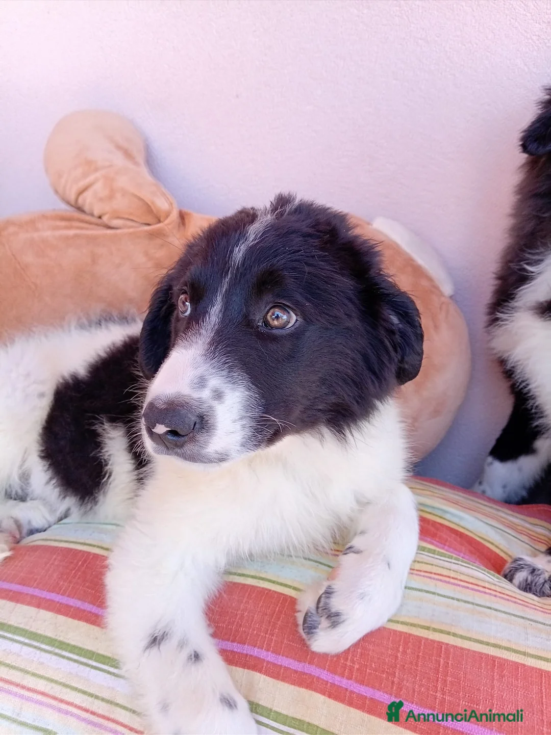Meticcio cani in regalo: Virgola dolcissima cucciola simil border collie a Città metropolitana di Milano - Annuncio 2