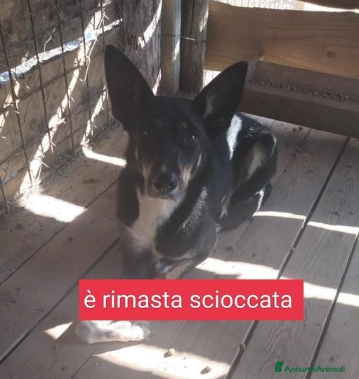 Meticcio cani TRUDY brava con tutti non interessa più!tg media  - Annuncio 27