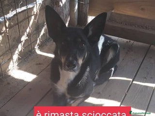 Meticcio cani TRUDY brava con tutti non interessa più!tg media - Annuncio 20