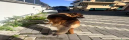 Pastore Tedesco cani per accoppiamento: Accoppiamento Pastore Tedesco - Annuncio 7