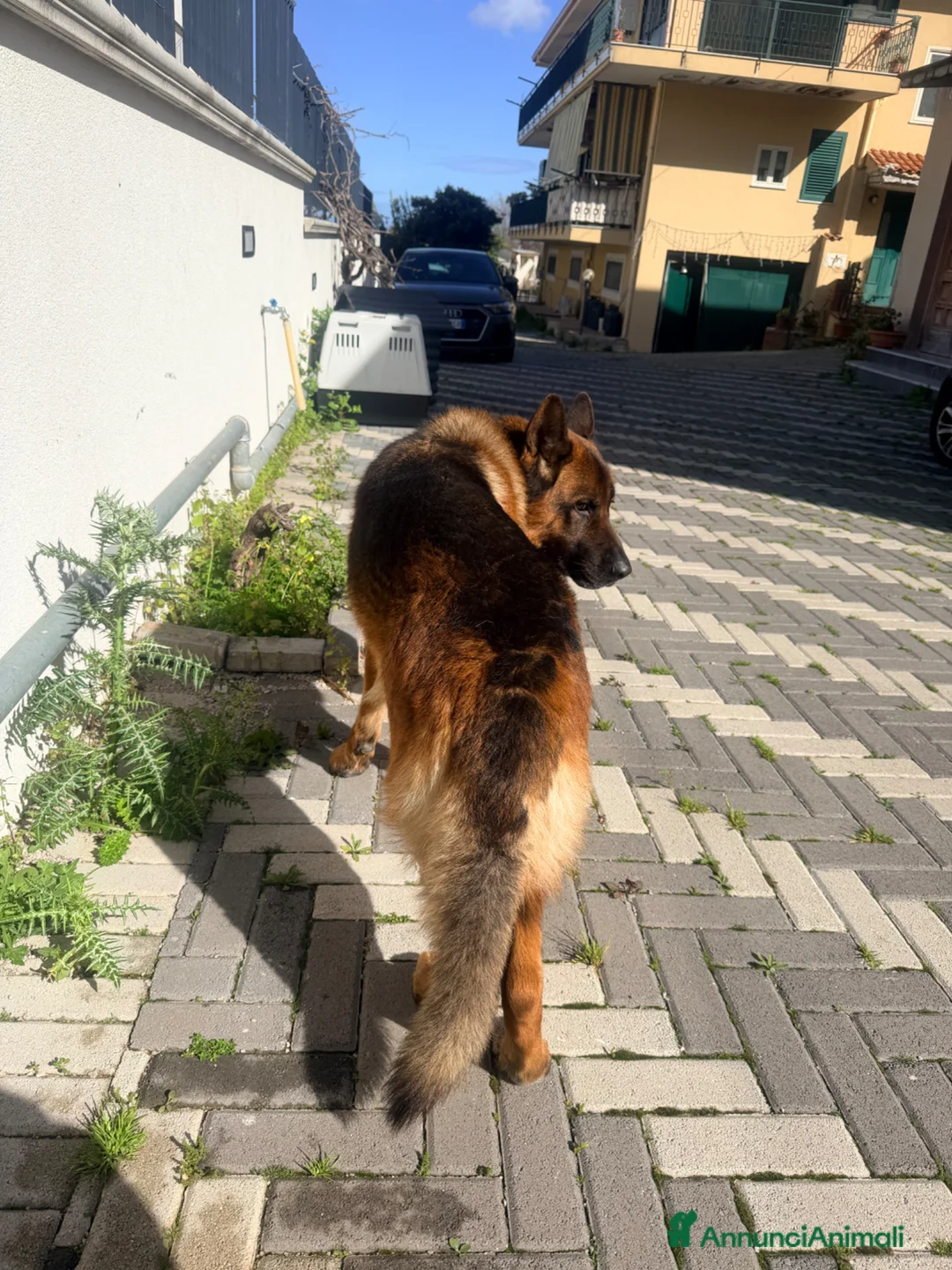 Pastore Tedesco cani per accoppiamento: Accoppiamento Pastore Tedesco - Annuncio 7