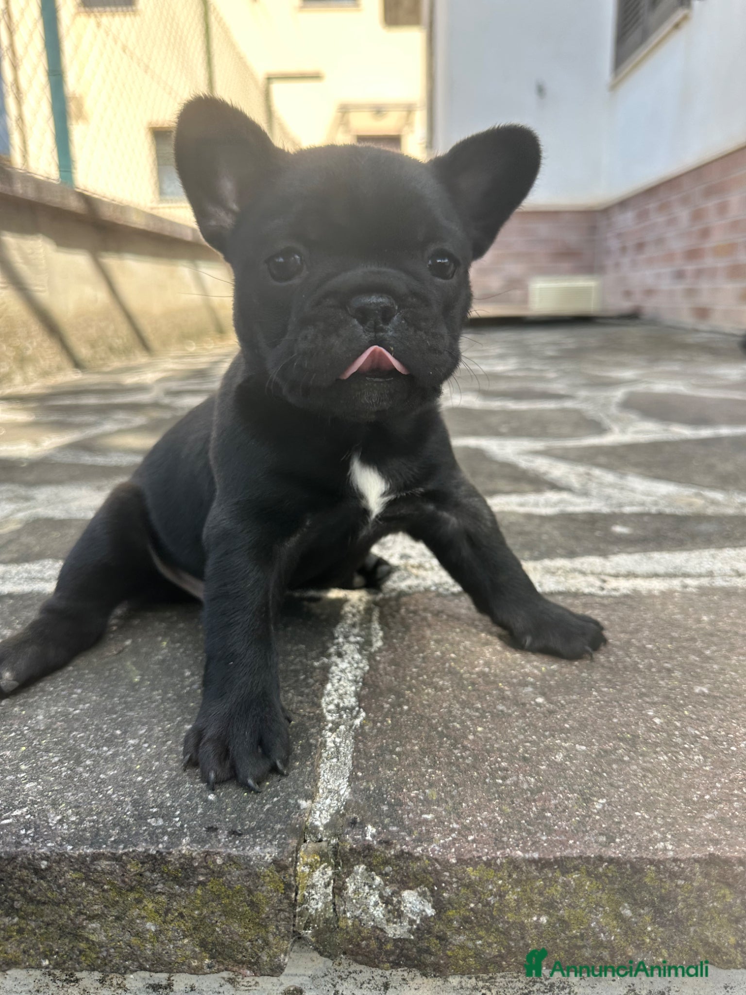 Bulldog Francese cani in vendita: bulldog francese blue e nero tigrato  - Annuncio 10