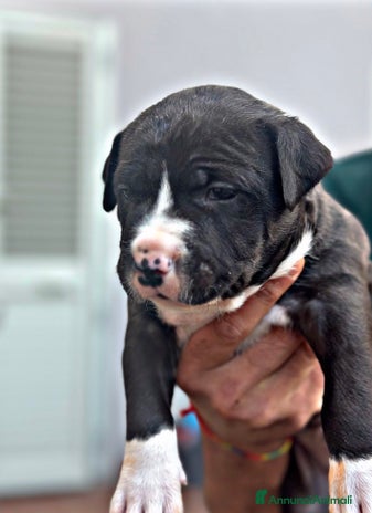 Pitbull cani - Annuncio 2